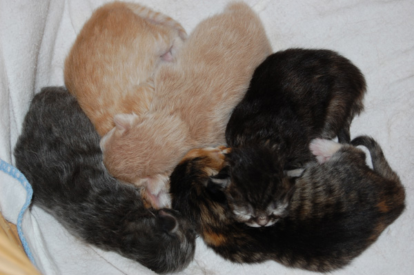 im Alter von 6 Tagen.jpg